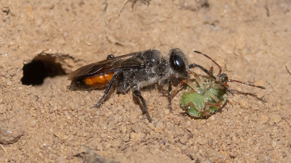 Astata boops and prey.jpg